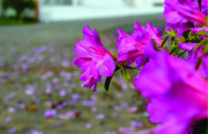 Com cores, flores e perfumes, chega a Primavera