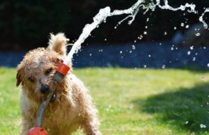 Como cuidar dos pets no verão