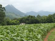 Preço do tabaco terá segunda rodada de negociação