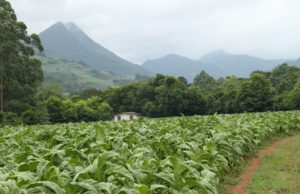 Preço do tabaco terá segunda rodada de negociação