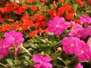Expoagro: Setor das Flores é um dos mais visitados