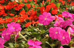 Floricultura promove Minicurso de plantio e cultivo de plantas