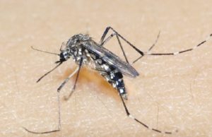 Dengue: Mensagens em grupos de WhatsApp são falsas