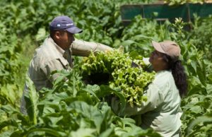 Atuando pela melhoria da qualidade de vida dos pequenos produtores de tabaco
