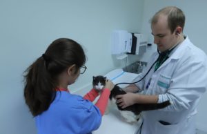 Wazlawik: Cuidando da saúde do seu pet