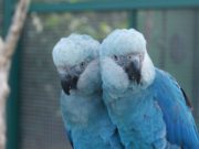 Dia dos Animais é celebrado nesta sexta-feira