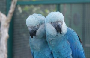 Dia dos Animais é celebrado nesta sexta-feira