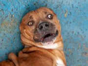Começa mais uma Semana da Adoção, Proteção e Bem Estar Animal