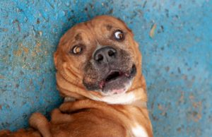 Canil Municipal: Adotar é um ato de amor