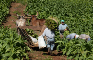 Dia do Produtor de Tabaco