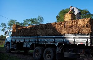 Roubo de cargas de tabaco cru tem aumento de 160%