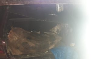 Brigada Militar prende suspeito com animal abatido