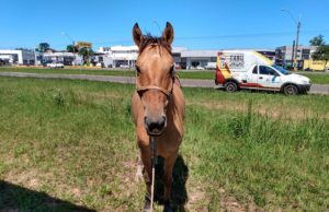 Prefeitura alerta para animais soltos