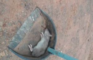 Presença de ratos causa temor no Beco do Pepino