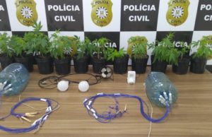 Draco apreende plantação de maconha