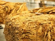 Tabaco brasileiro aguarda parecer da China para ser embarcado