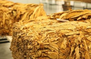 Tabaco brasileiro aguarda parecer da China para ser embarcado