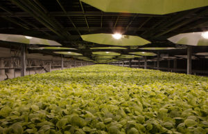 British American Tobacco: Controladora da Souza Cruz trabalha em vacina para Covid-19