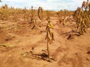 Estiagem: Ministério da agricultura estuda medidas para auxiliar produtores gaúchos