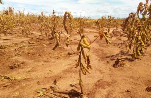 Estiagem: Ministério da agricultura estuda medidas para auxiliar produtores gaúchos