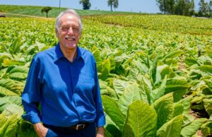 Ministério da Agricultura: Produção Integrada do tabaco passa a ter novas regras