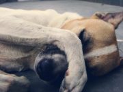 Abril Laranja: Maus-tratos a animais são uma triste realidade no país