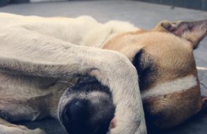 Abril Laranja: Maus-tratos a animais são uma triste realidade no país