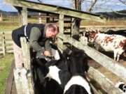 Febre Aftosa: Falta de vacinas preocupa Inspetoria Veterinária