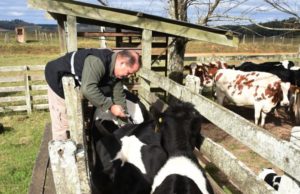 Febre Aftosa: Falta de vacinas preocupa Inspetoria Veterinária