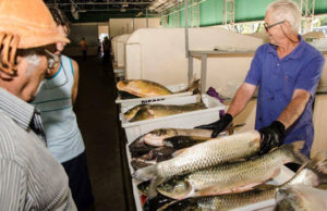 Santa Cruz: Feira do Peixe não será realizada este ano