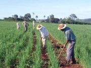 Dia do Trabalhador Rural: Guerreiros na luta diária para produzir o alimento