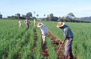 Dia do Trabalhador Rural: Guerreiros na luta diária para produzir o alimento