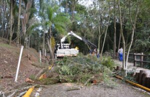 Prefeitura efetua a retirada de duas árvores que tombaram na Gruta