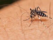 Santa Cruz do Sul registra mais 239 casos de dengue