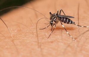 Santa Cruz do Sul registra mais 239 casos de dengue