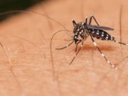 Santa Cruz do Sul já tem mais de mil casos de dengue confirmados