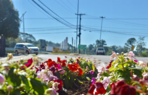 Plantio de flores começa a embelezar ruas da cidade