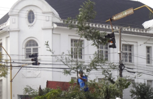 Poda Programada no meio urbano inicia em maio