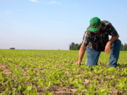 Regras para crédito rural a pequenos produtores são flexibilizadas