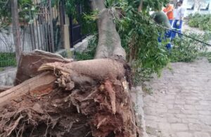 Vento forte derruba árvore em Santa Cruz
