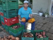 Produtor de Dois Lajeados aposta em mudas de batata-doce da Afubra