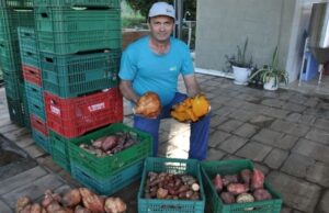 Produtor de Dois Lajeados aposta em mudas de batata-doce da Afubra
