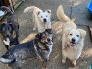 Pandemia afeta ações de proteção aos animais