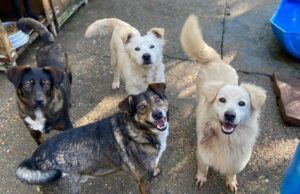 Pandemia afeta ações de proteção aos animais