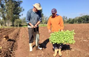Cultivo do tabaco é passado de pai para filho