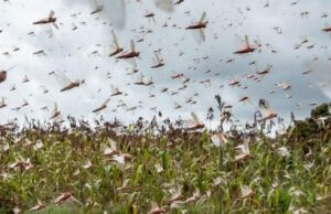 Nuvem de gafanhotos está a 90 km da fronteira gaúcha
