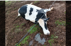 Vaca morre ao ser atingida por cabo energizado