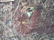 Afubra contabiliza 223 lavouras atingidas com granizo
