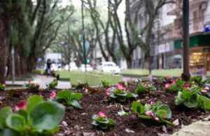 Prefeitura realiza plantio de flores na Marechal Floriano
