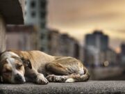 Aprovado projeto de Bruna Molz que cria Fundo Municipal do Bem-Estar Animal